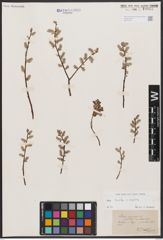 Foto von Salix aurita L. x Salix repens L.